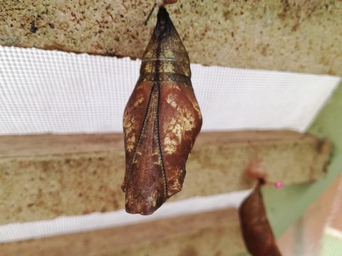 Farfalla civetta o gufo gigante, Caligo memnon, crisalide