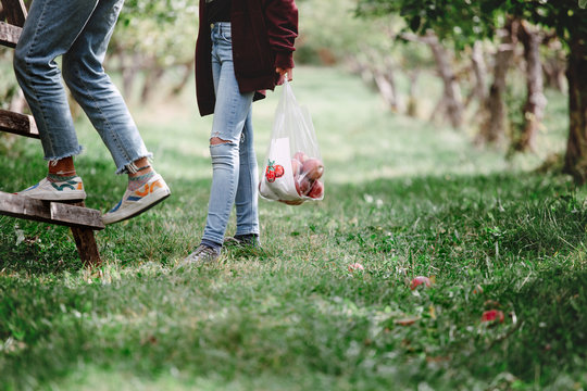 Pre teenage girls harvesting apples in an orchard
