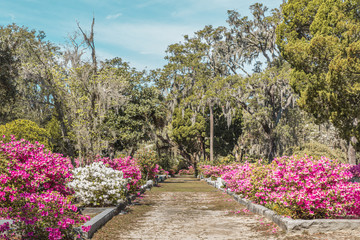 Pink blooming azalea bushes, leads through historic Bonaventure Cemetery near Savannah, Georgia.
