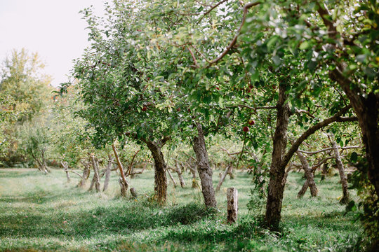 View of an apple orchard in Quebec, Canada