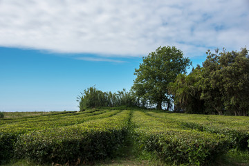 Tea plantation field in Azores