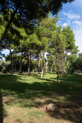 Beautiful green city park in the morning. Valencia, Spain