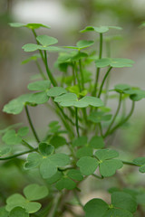 Glücksklee Close-up 