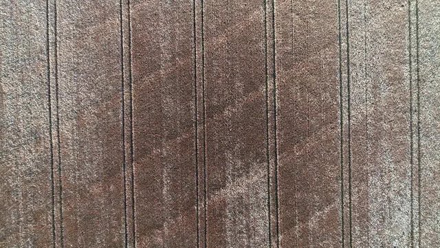 Ein Drohnenflug &uuml;ber einen Getreidefeld inkl. sch&ouml;nen Windeffekt