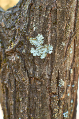 Obraz premium bark of a tree