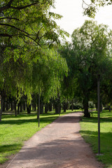 Path in beautiful green city park in the morning. Valencia, Spain