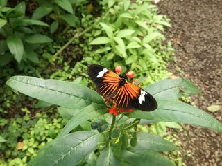 Farfalla di Mindo, Ecuador