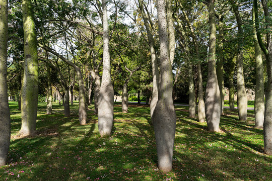 Ceiba Speciosa at Turia garden. Valencia, Spain