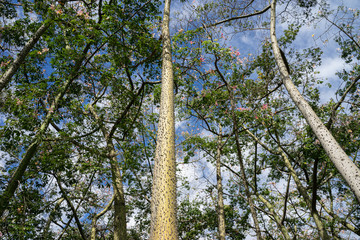 Fototapeta premium Ceiba Speciosa at Turia garden. Valencia, Spain
