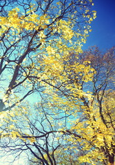 Autumn in Oslo Norway. Yellow leaves on blue sky