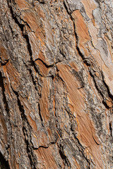 Pine tree trunk texture as background. Valencia, Spain