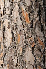 Pine tree trunk texture as background. Valencia, Spain