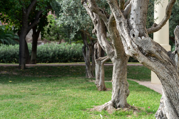 Olive trees in beautiful green city park in the morning. Valencia, Spain