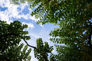 Treetop view with blue cloudy sky as a background. Mulberry