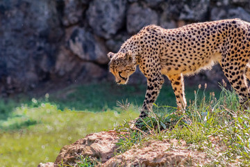 a cheetah enjoying in a green meadow