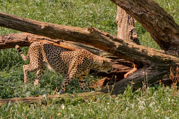 a cheetah enjoying in a green meadow