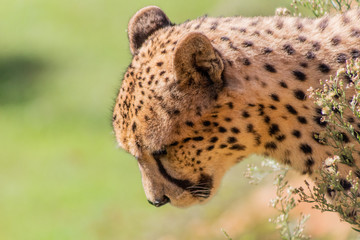 a cheetah enjoying in a green meadow