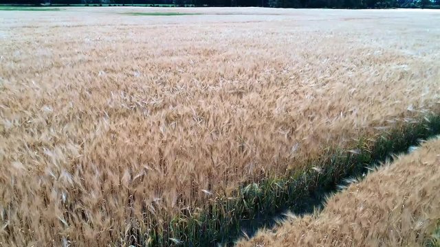 Ein Drohnenflug &uuml;ber einen Getreidefeld inkl. sch&ouml;nen Windeffekt