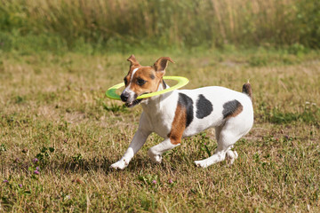 Small Jack Russell terrier running with neon green throwing disc she plays with, on meadow