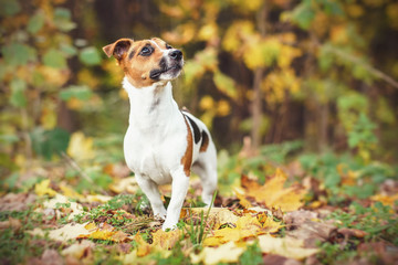Small Jack Russell terrier walking on leaves in autumn, yellow and orange blurred trees background