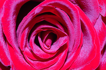 Red rose macro. beautiful flower close up