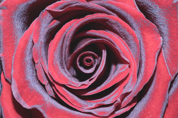 Red rose macro. beautiful flower close up