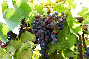 purple red grapes with green leaves on the vine. vine grape fruit plants outdoors. autumn and harvest. selective focus