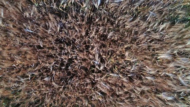 Ein Drohnenflug &uuml;ber einen Getreidefeld inkl. sch&ouml;nen Windeffekt