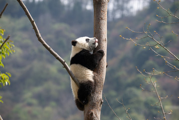 giant panda cub in a tree