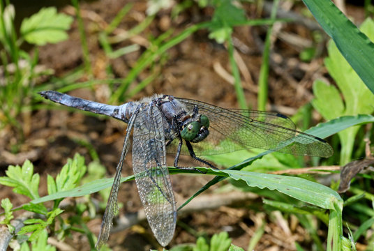 libellula azzurra (Orthetrum cancellatum)