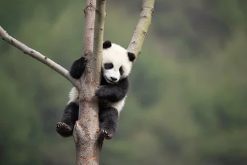 Fotobehang reuzenpandawelp in een boom © Wandering Bear