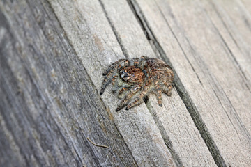 ragno salticida (Philaeus chrysops - femmina)