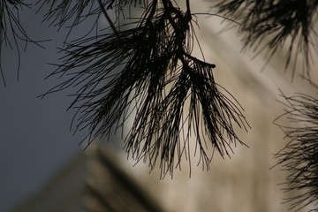 Serifos island-Greece,  sun, pines, traditional architecture, whitewashed walls