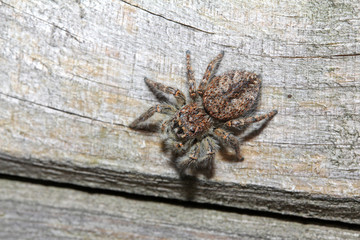 ragno salticida (Philaeus chrysops - femmina)
