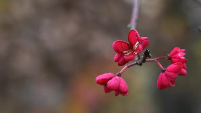 Spindle Tree, Red Cascade (Euonymus europaeus), autumn flowers - (4K)