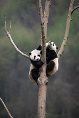 giant panda cub in a tree