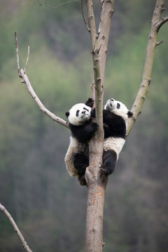 Playful Giant Panda Cubs In A Tree