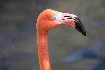 Closeup Flamingo