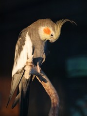 Bunter Vogel im Käfig