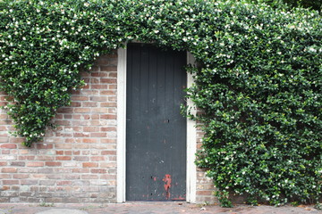 brick wall with green door surrounded by ivy - Powered by Adobe