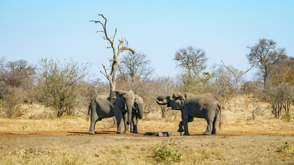 Fototapeta premium elephants in kruger national park, mpumalanga, south africa 14