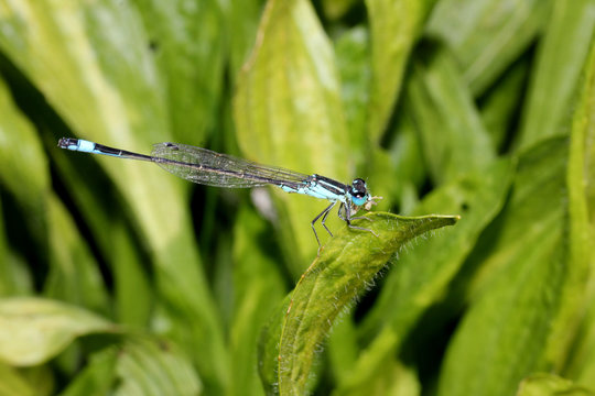 piccola libellula (Ischnura elegans) che consuma la sua preda