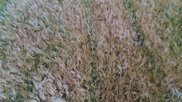 Ein Drohnenflug &uuml;ber einen Getreidefeld inkl. sch&ouml;nen Windeffekt