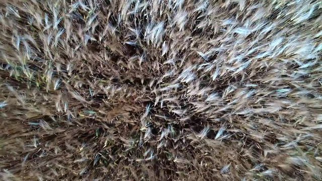 Ein Drohnenflug &uuml;ber einen Getreidefeld inkl. sch&ouml;nen Windeffekt