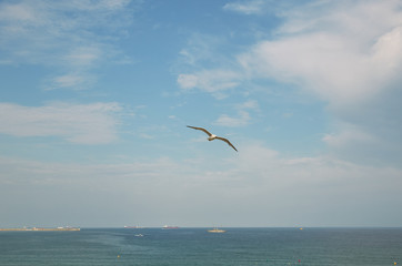 Fototapeta na wymiar Seagull flying in the sky above the sea