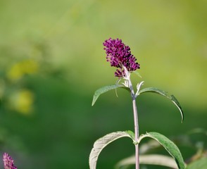 Pflanze mit lila Blüte