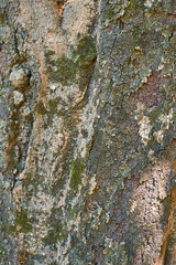 bark of a tree