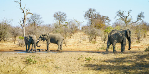 Fototapeta na wymiar elephants in kruger national park, mpumalanga, south africa 26