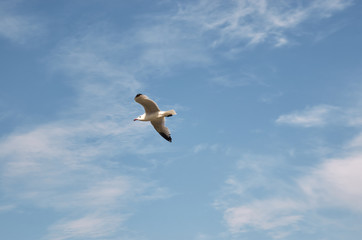 Seagull flying in the blue sky with clouds