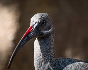 Hadeda Ibis Stare